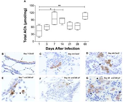 The Cholinergic System Contributes to the Immunopathological Progression of Experimental Pulmonary Tuberculosis